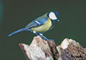 Parus major